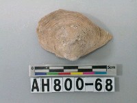 藏品(貝類)的圖片